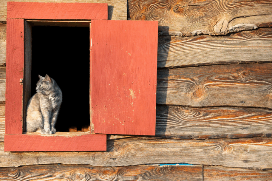 Have You Ever Wanted A Barn Or Shed Cat? Here’s How To Get One!