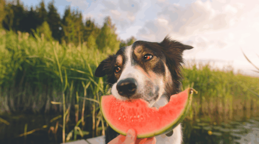 Here’s Some Summer Treat Ideas For Your Pup!