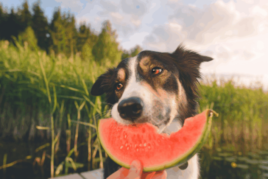 Here’s Some Summer Treat Ideas For Your Pup!