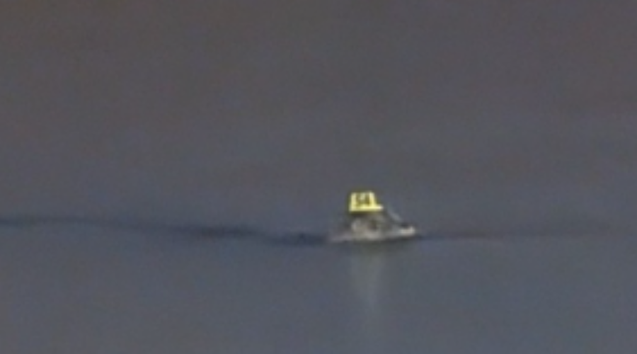 Does That Seal Have A Hat On!???