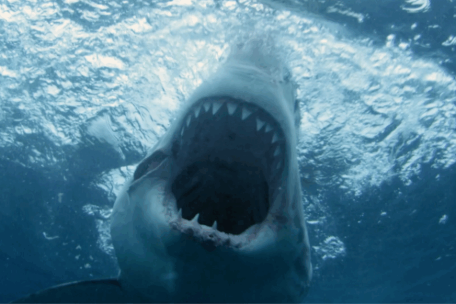 Shark Week Will Have A Nova Scotia Twist This Year