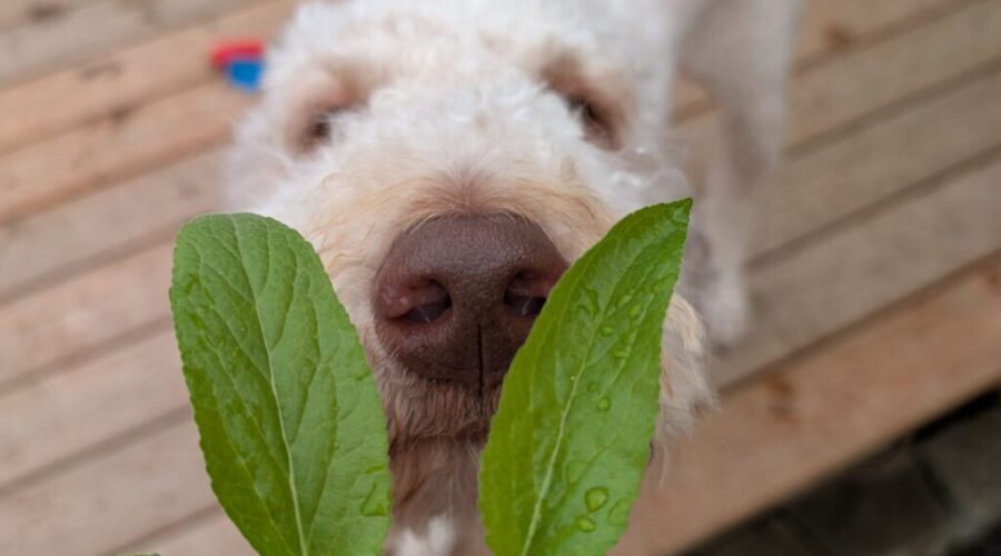 Stop and smell the… everything: why sniffing matters to dogs