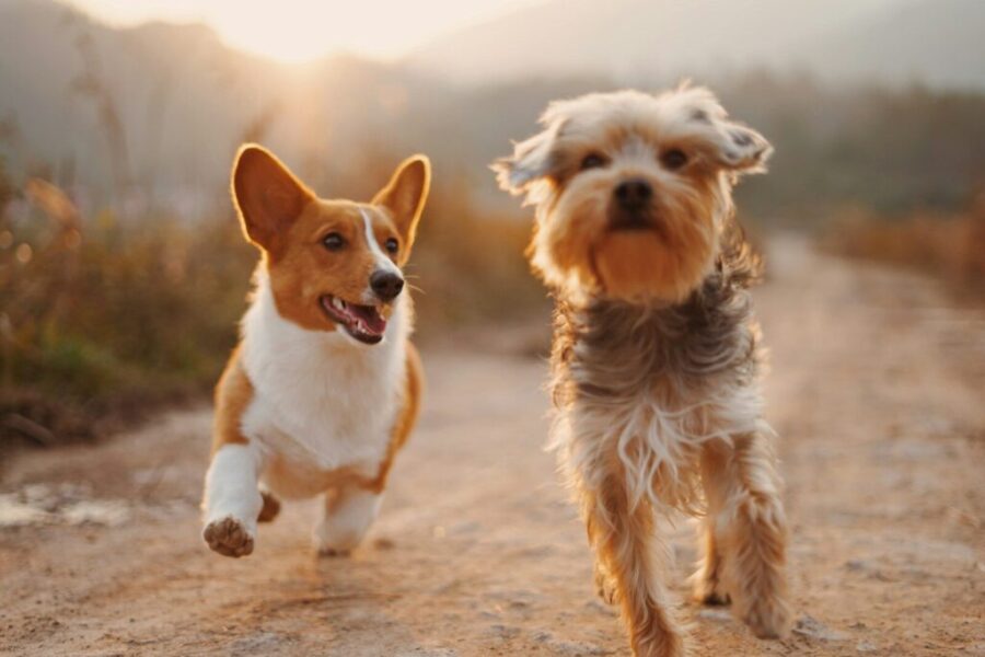 The top dog breeds in Canada