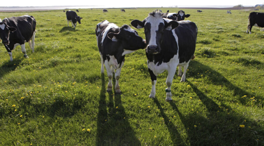 Agropur planning major Bedford expansion