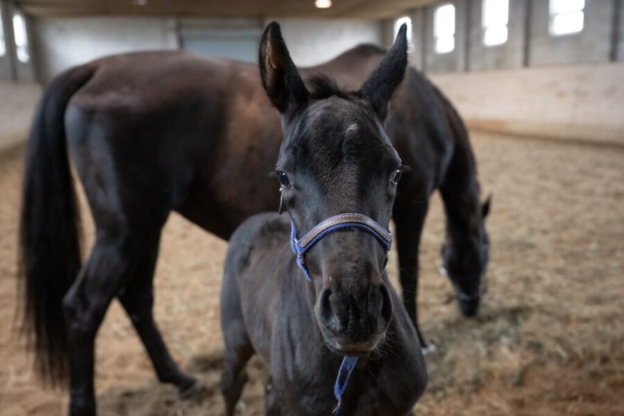 RCMP Name the Foal contest is back