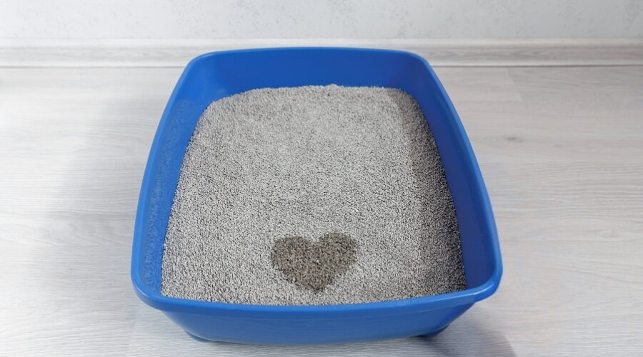 The inside scoop on litter boxes