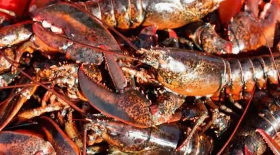 Maritime lobster in high demand bringing favorable spring prices for fishermen