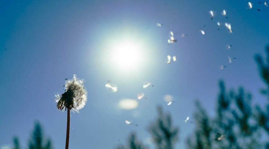 Allergy season in Nova Scotia: What’s in the air right now