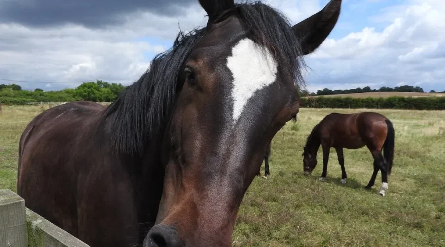 Equine program to help people recover from addictions