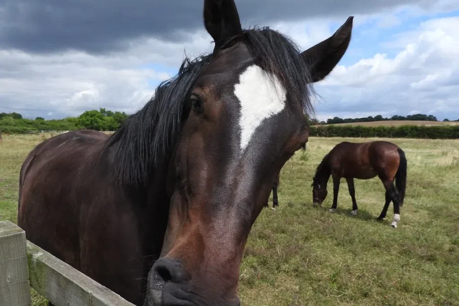 Equine program to help people recover from addictions