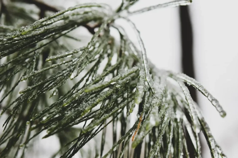 Frost advisory for most of N.S.