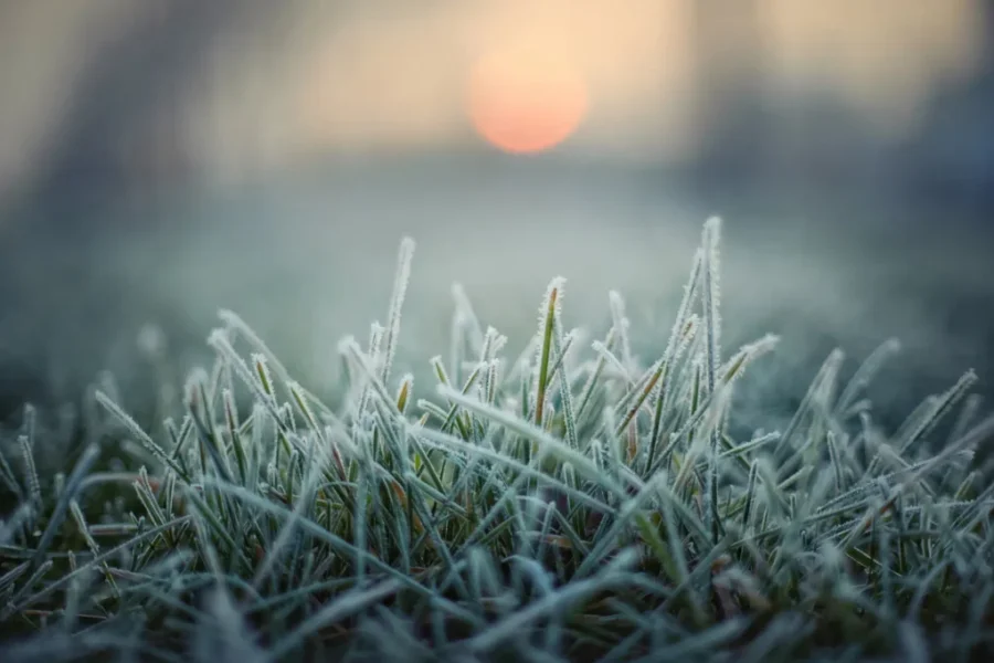 Frost advisory for all of Nova Scotia on Sunday night