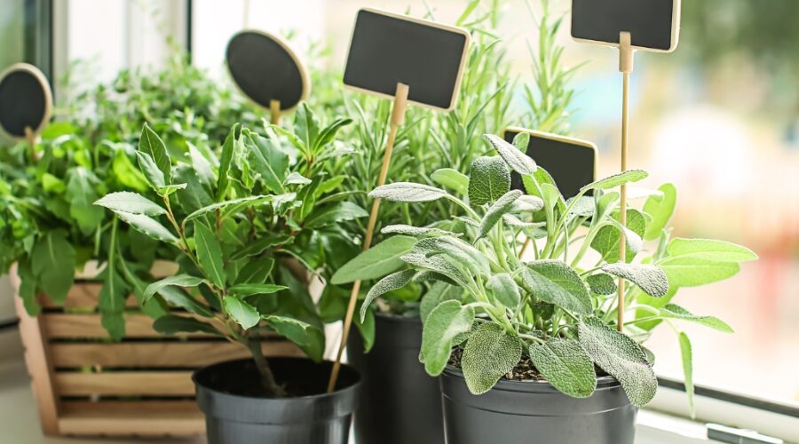 Embrace fresh flavors: Top 10 herbs to grow on your windowsill