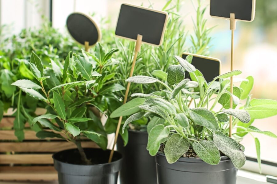 Embrace fresh flavors: Top 10 herbs to grow on your windowsill