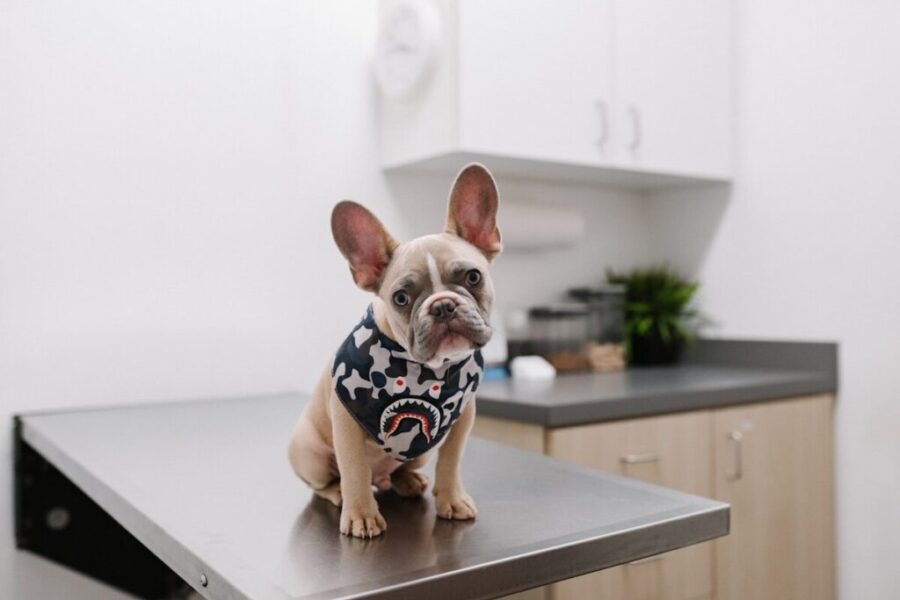 PetSmart Charities aims to expand access to vet care with $200K grant