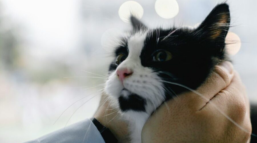 Euthanasia, knowing when it’s time and honouring your grief