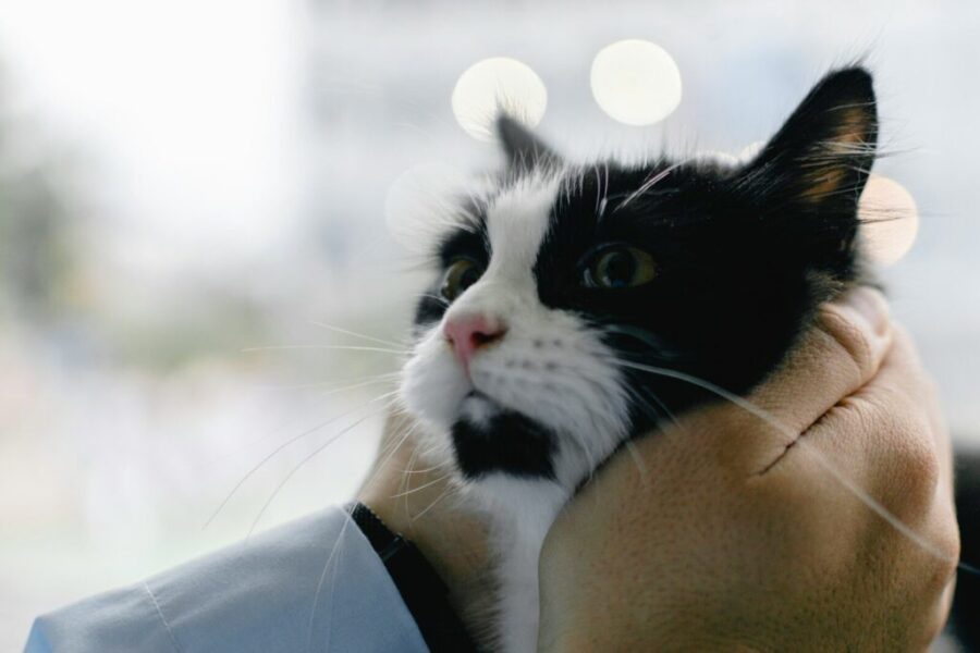 Euthanasia, knowing when it’s time and honouring your grief