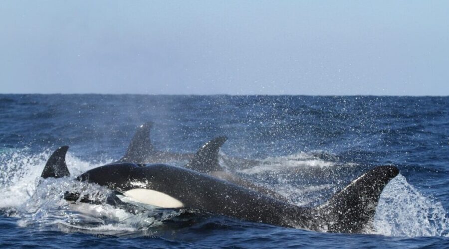 Whale Sanctuary Project breaks ground on Nova Scotia site
