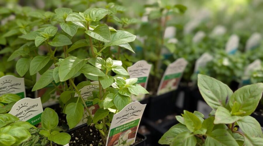 Halifax Seed Company helping grow solutions to rising food costs