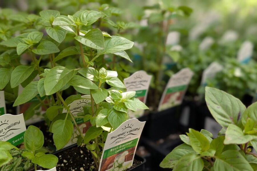 Halifax Seed Company helping grow solutions to rising food costs