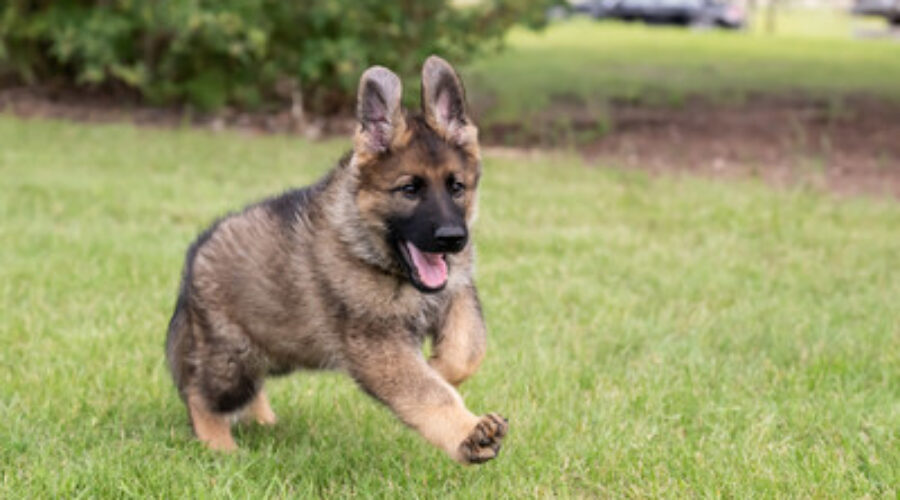 Mahone Bay contest winner names N.S. RCMP’s newest police puppy