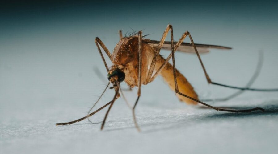 The Ultimate Mosquito Trap? Meet the Bucket of Doom
