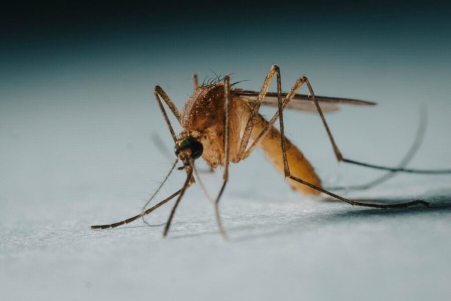 The Ultimate Mosquito Trap? Meet the Bucket of Doom