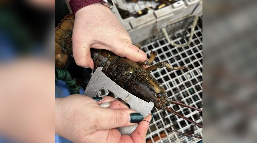 DFO arrests 4, releases more than 40 lobsters in Saulnierville
