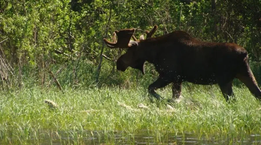 Moose group calls for urgency on N.S. wind farm environmental assessment audit
