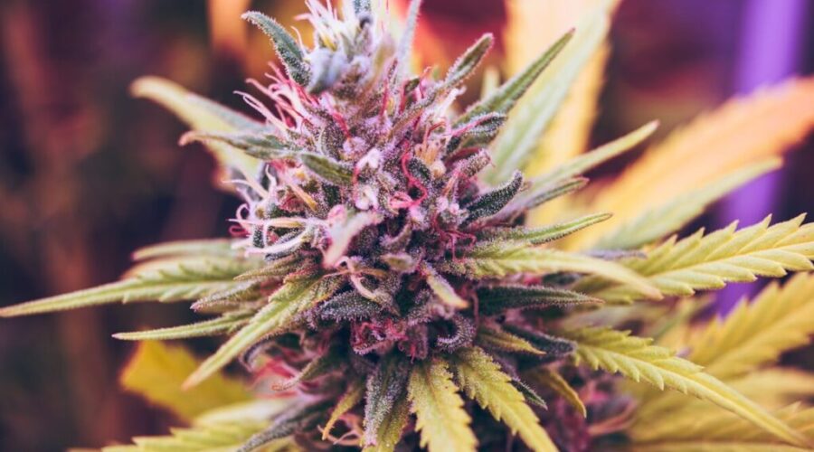 New cannabis offences, higher fines now in effect in N.S.