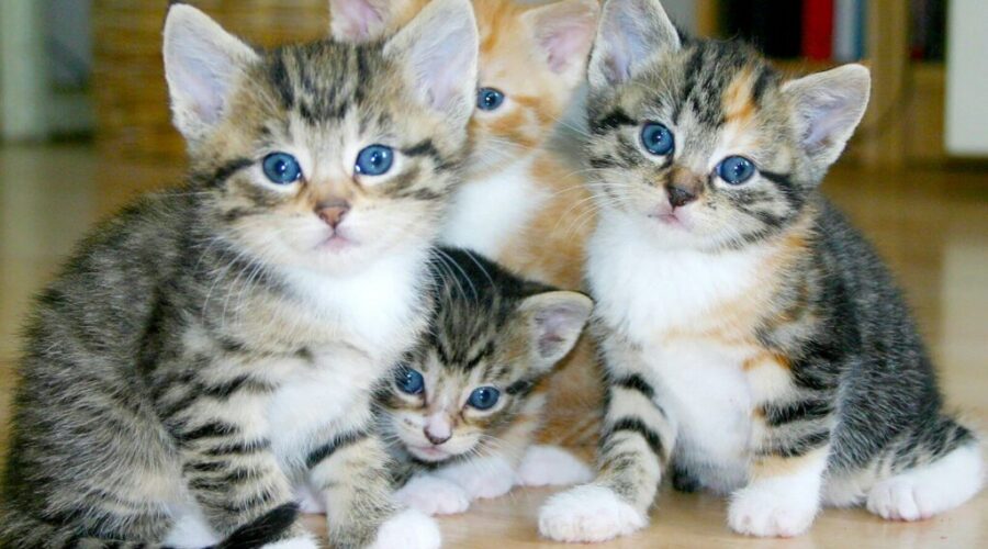 June is adopt a cat month