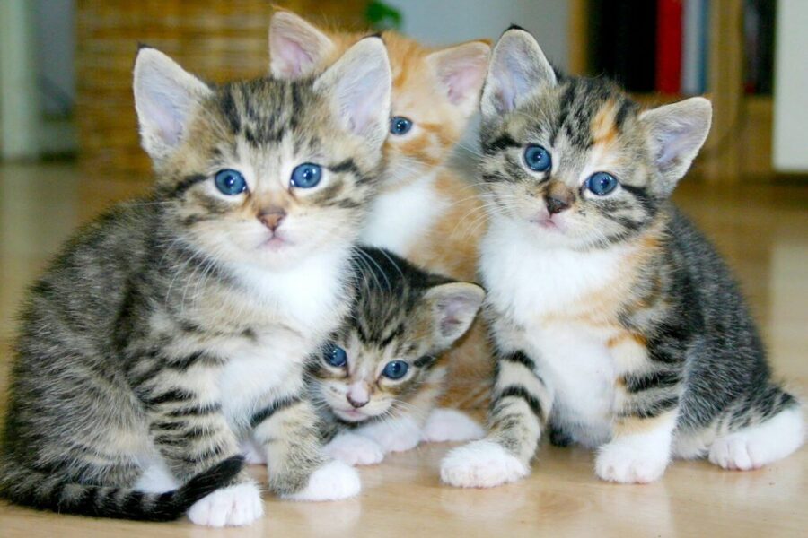 June is adopt a cat month