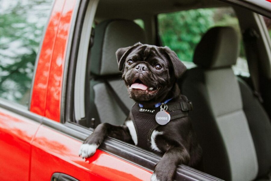 It’s time to get frank about hot dogs in cars: do’s and don’ts