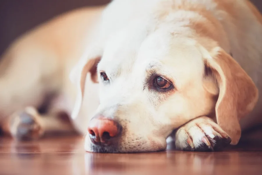 Antigonish community recognizes impact of animal rescue society about to close