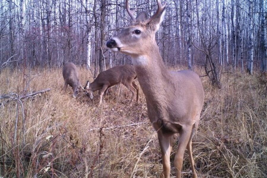 Antlerless deer draw applications now open in N.S., age limit dropped