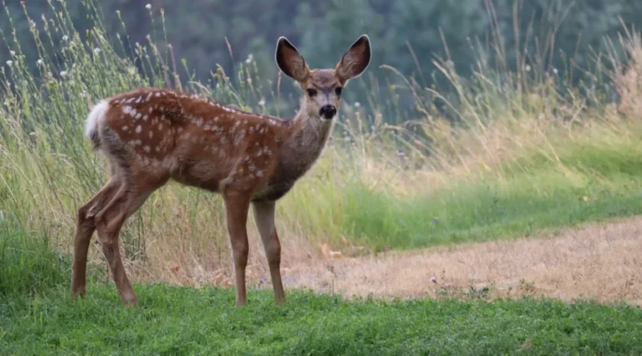 Nova Scotia hunters can now purchase most licences online