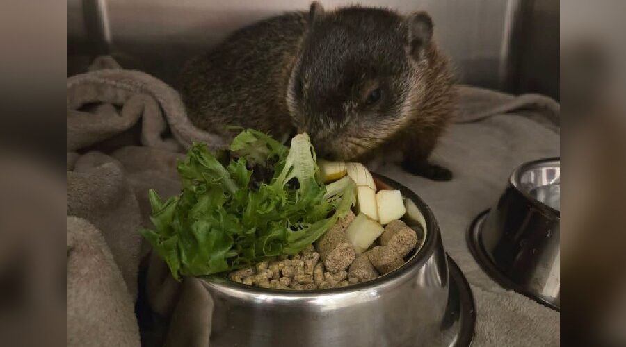 Injured groundhog gets help from Truro police