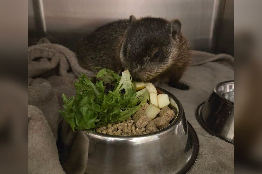 Injured groundhog gets help from Truro police