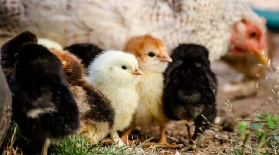 10,000 chickens dead after break-in at Lunenburg County poultry barn