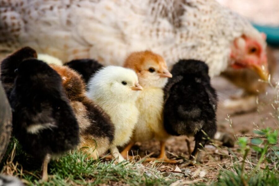 10,000 chickens dead after break-in at Lunenburg County poultry barn