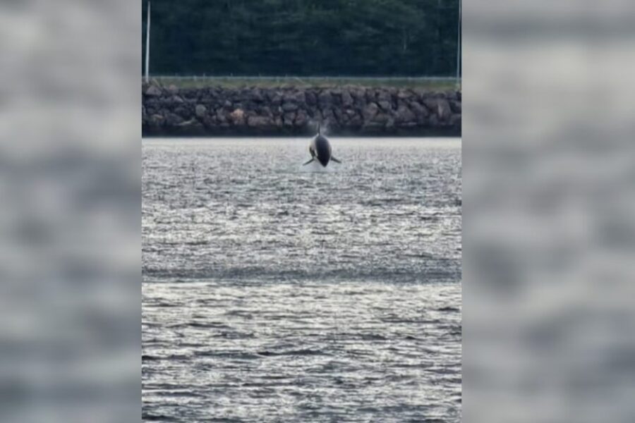 Rare orca sighting near Canso Causeway draws attention