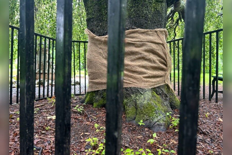 Public Gardens tree in Halifax vandalized again 4 years later