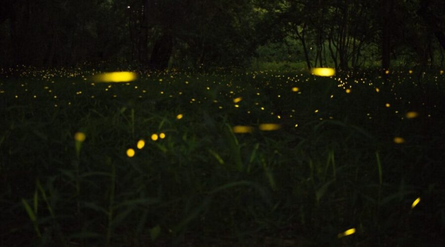 The Best Time and Place to See Fireflies in Nova Scotia