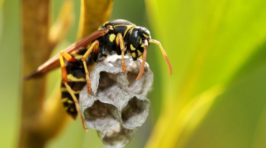 My Battle With the Yellow Jackets