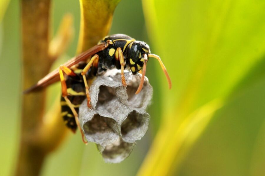 My Battle With the Yellow Jackets