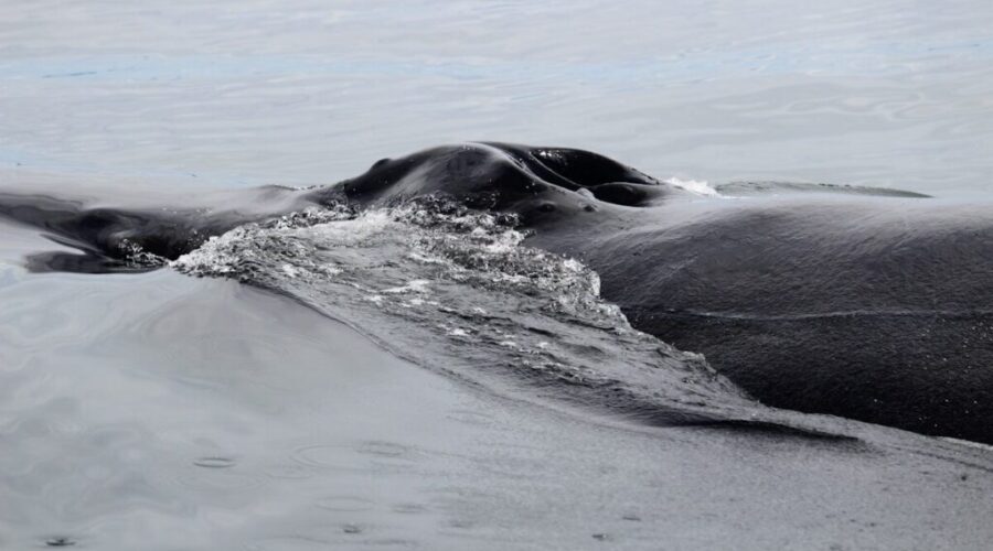 Sixteen pilot whales die after mass stranding on Sable Island