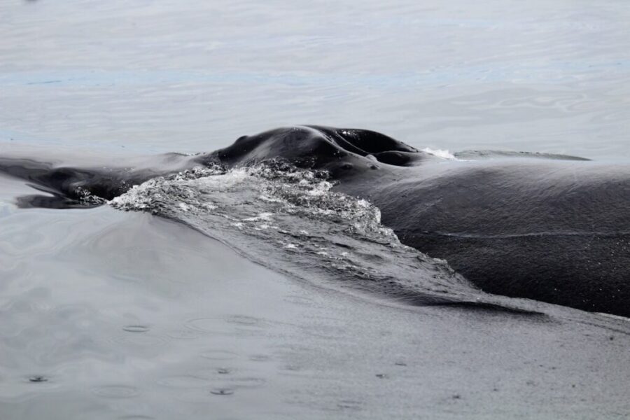Sixteen pilot whales die after mass stranding on Sable Island