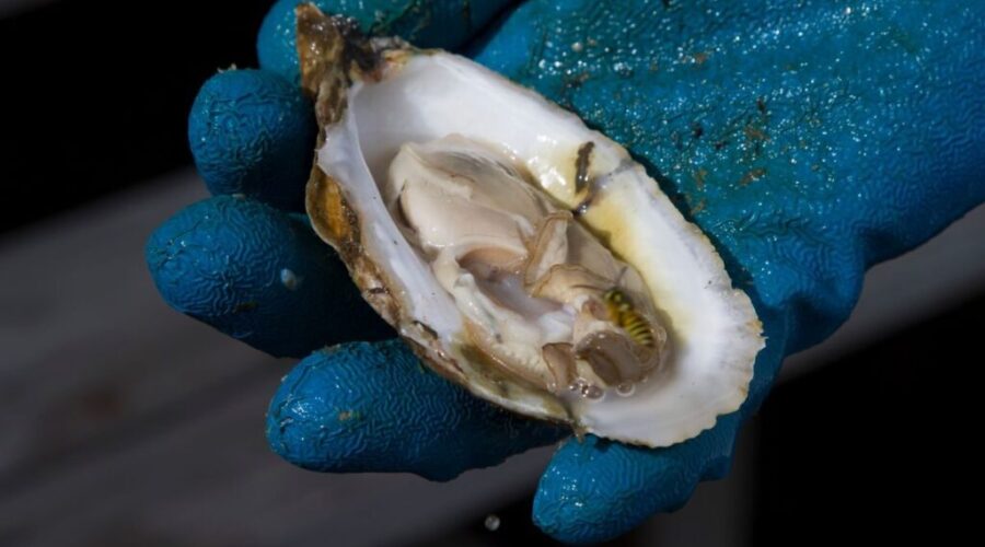 New federal program responds to wild oyster decline