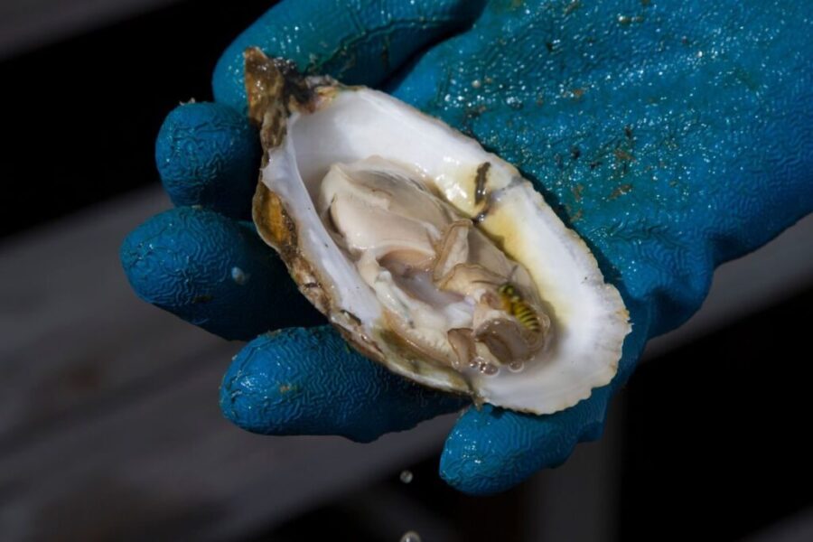 New federal program responds to wild oyster decline