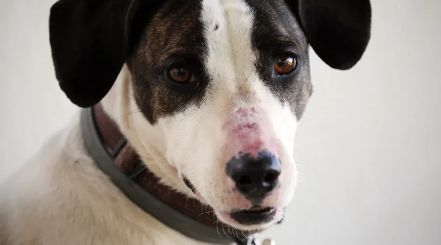 Parks Canada reminds Halifax-area trail users to keep dogs on leash